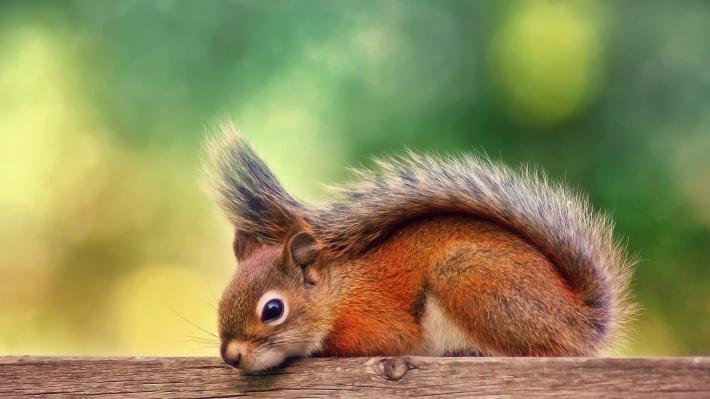 可爱萌萌的小松鼠