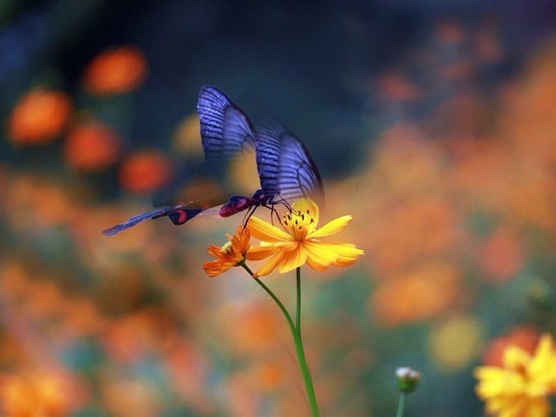 花朵上的小精灵