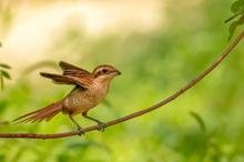 雀中猛兽伯劳鸟