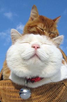 可爱卖萌猫咪-0