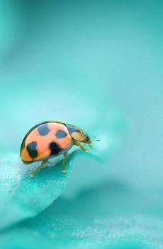 可爱昆虫瓢虫-2