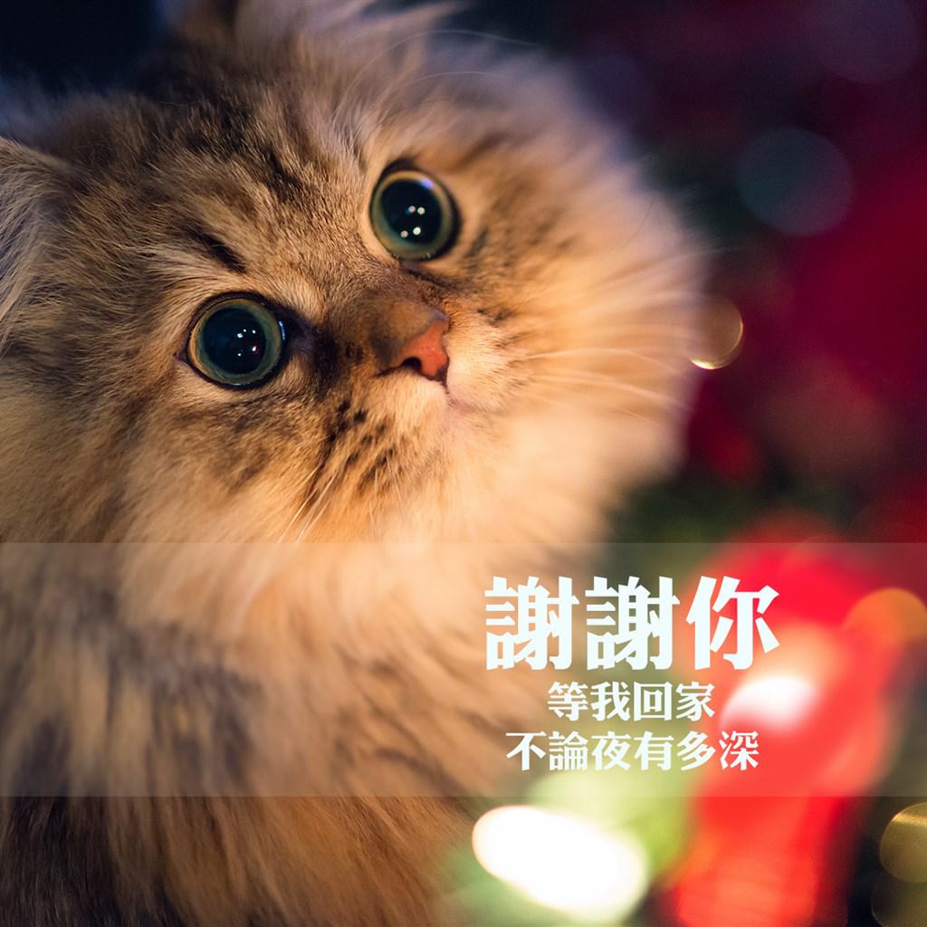 唯美文字感恩节