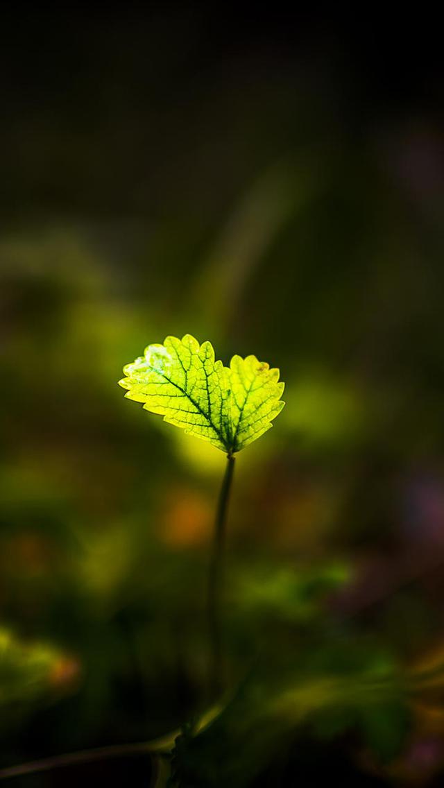 简约植物小清新