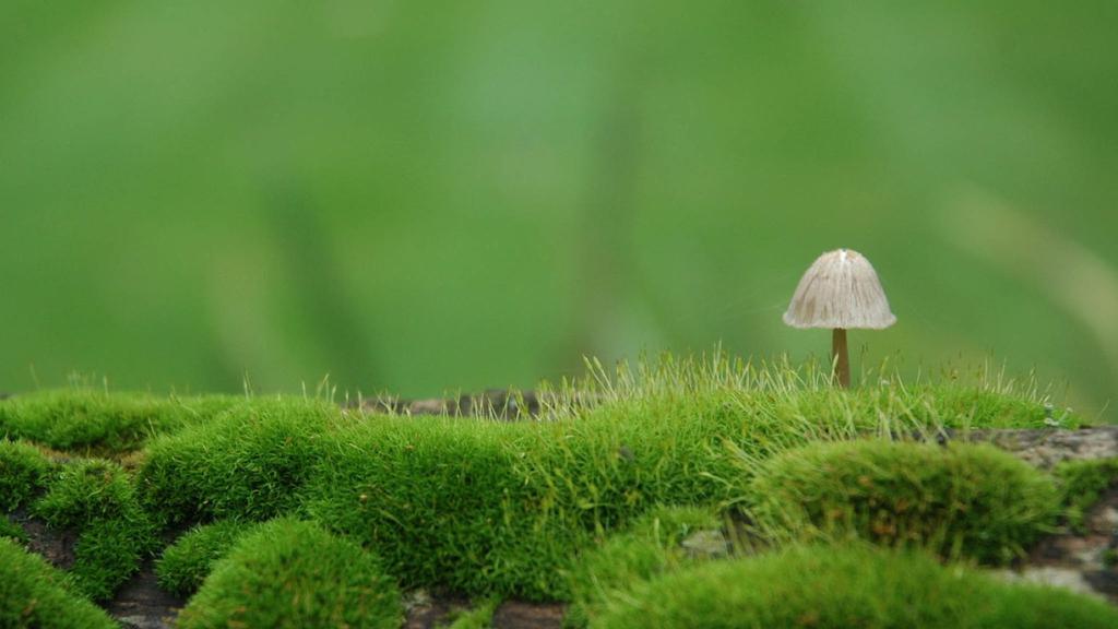 翠绿苔藓小清新