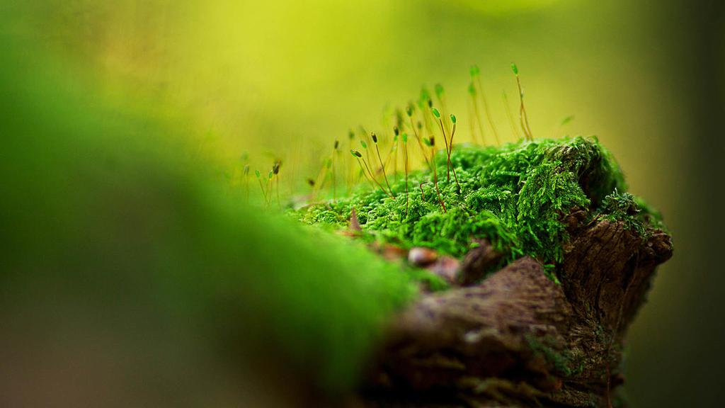 翠绿苔藓小清新