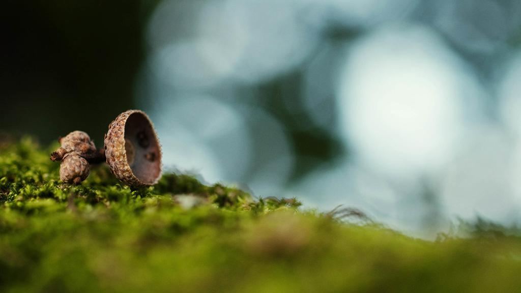 翠绿苔藓小清新