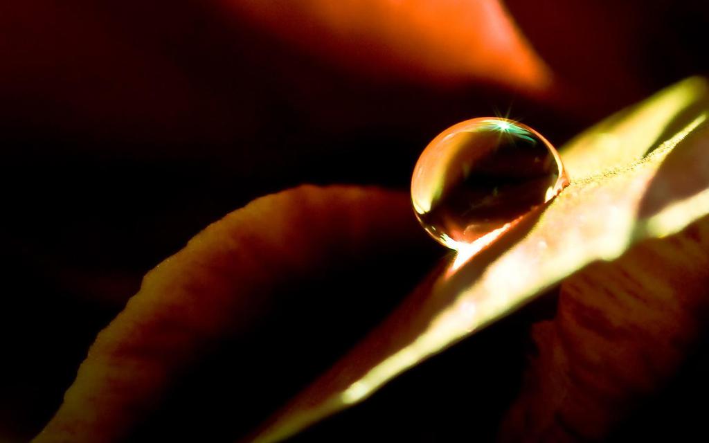 花朵上的晶莹水珠