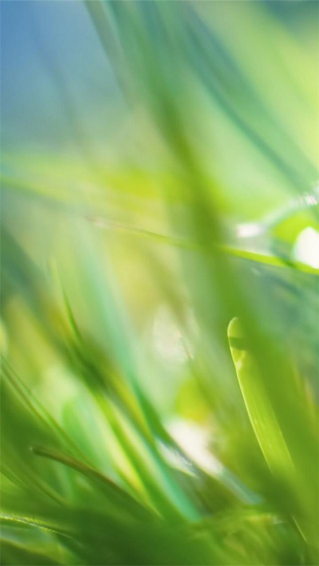 清新养眼唯美植物