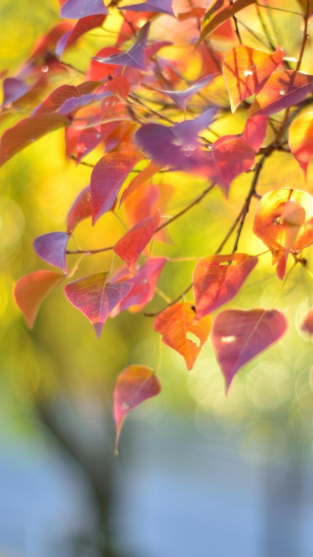 唯美的秋天风景