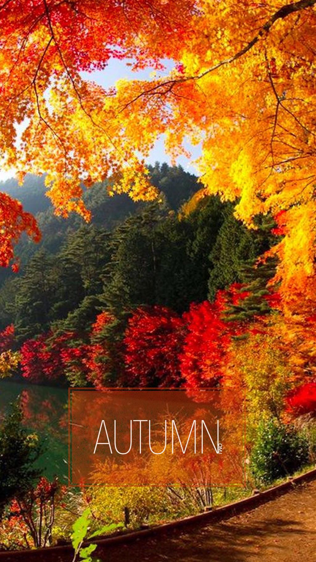 唯美的秋景,高清图片,手机锁屏桌面-壁纸族