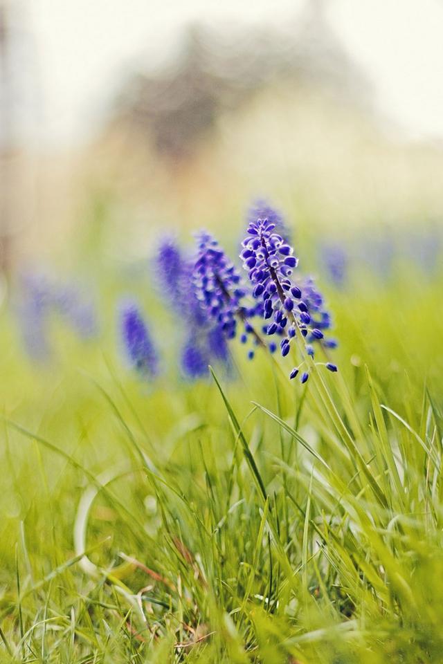 淡紫色的风信子