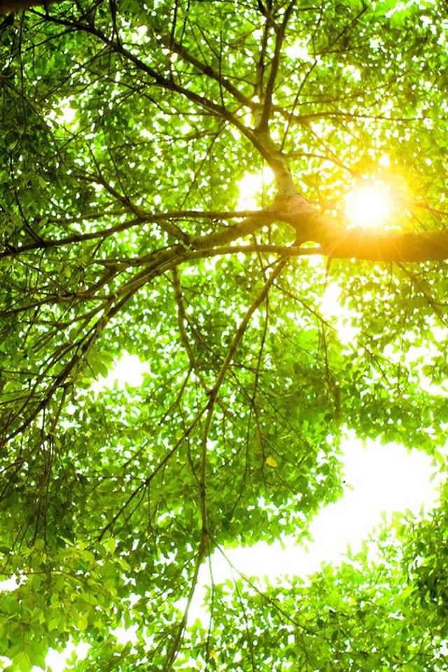 绿色高清小清新护眼