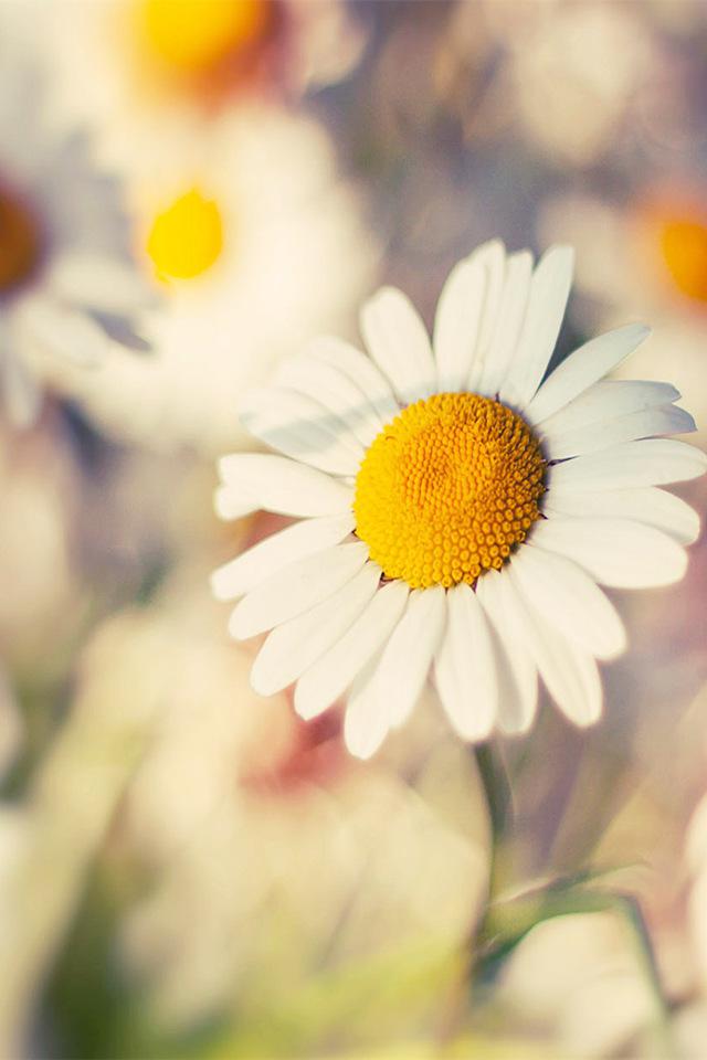 小雏菊唯美意境