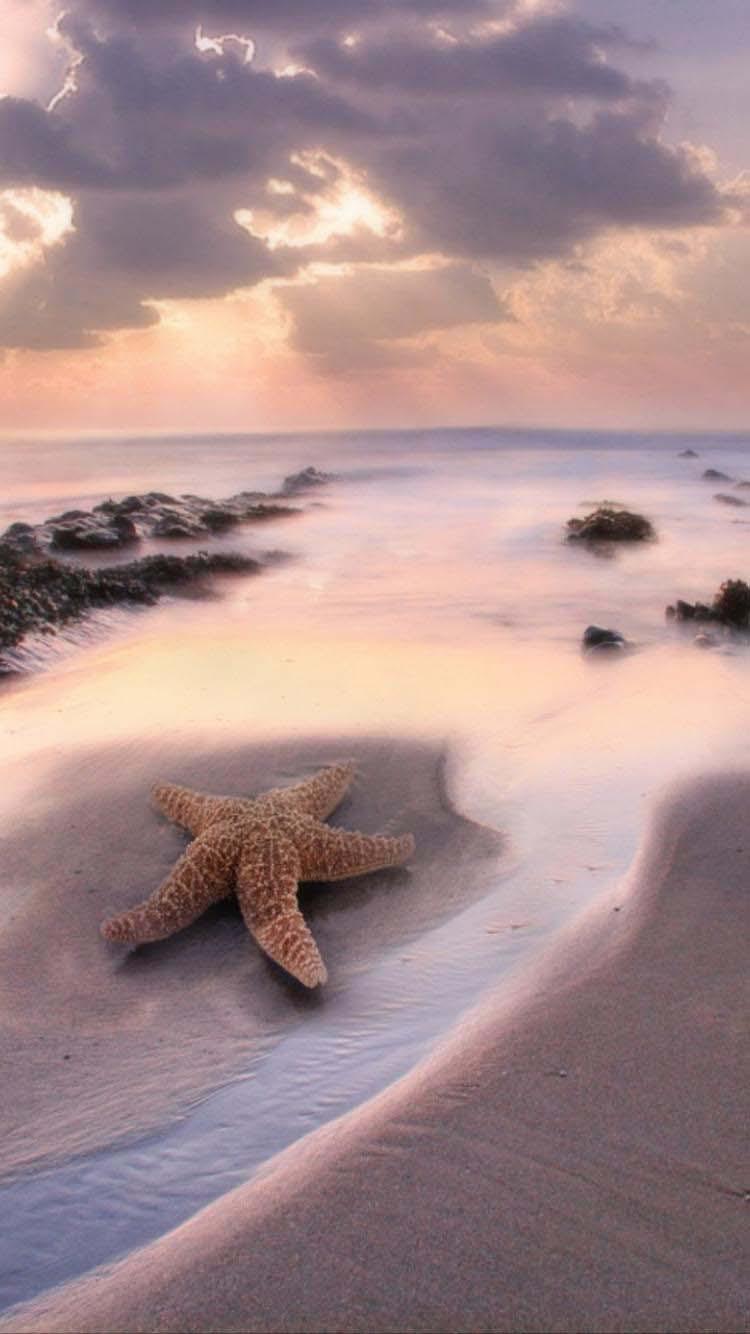 沙滩海星