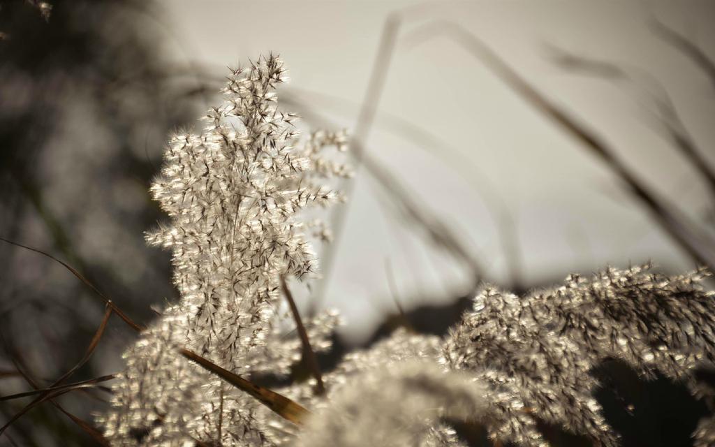 秋天芦苇丛唯美风景