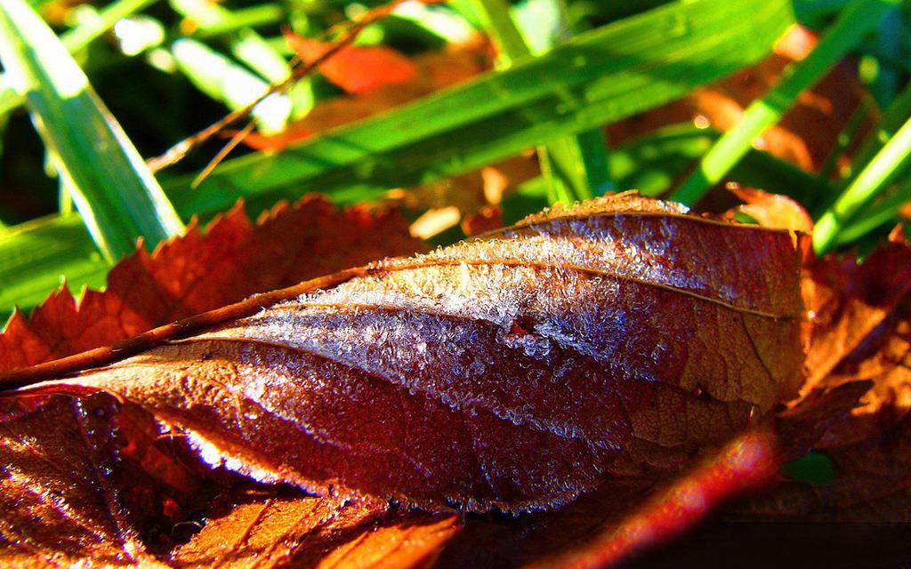 秋天落叶唯美风景