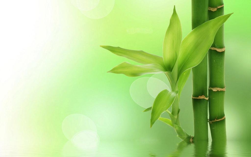 小清新绿色植物意境美