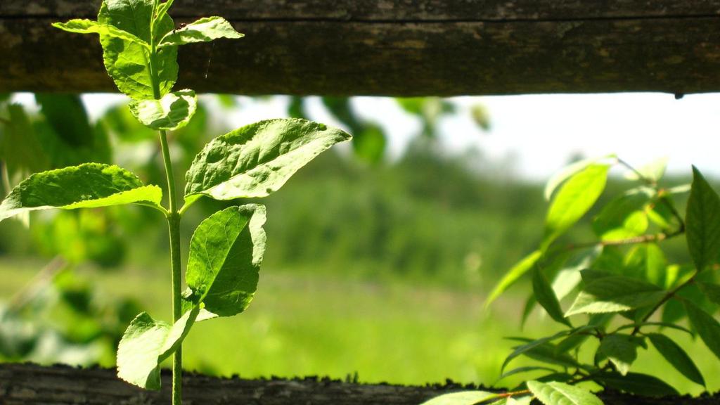 小清新绿色植物意境美