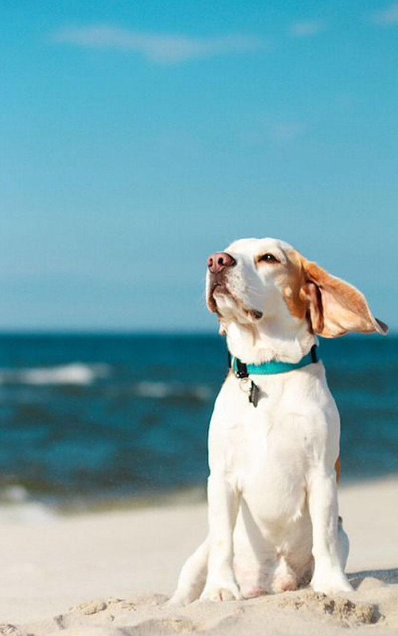 超萌可爱汪星人