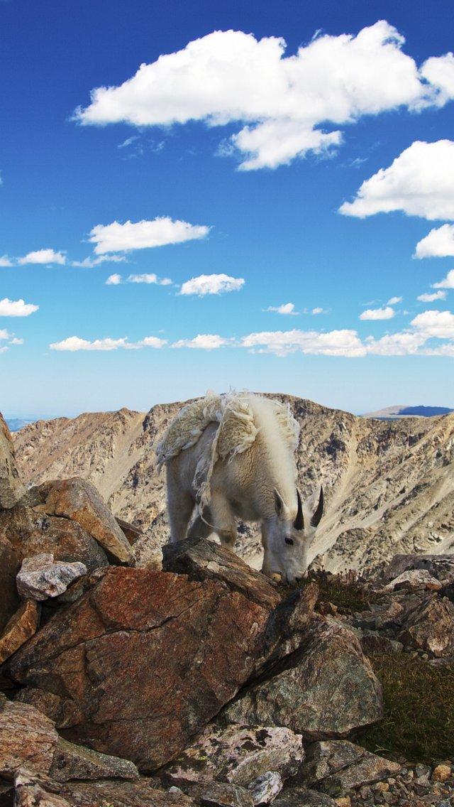 大自然动物局部特写