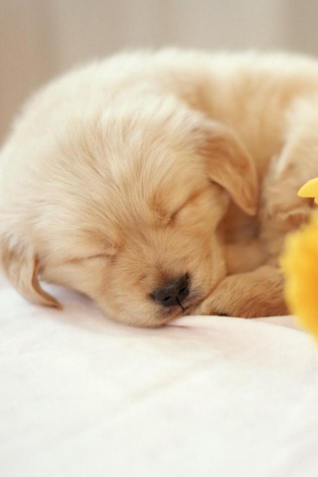 可爱萌宠汪星人