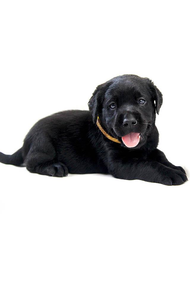 可爱萌宠小狗狗