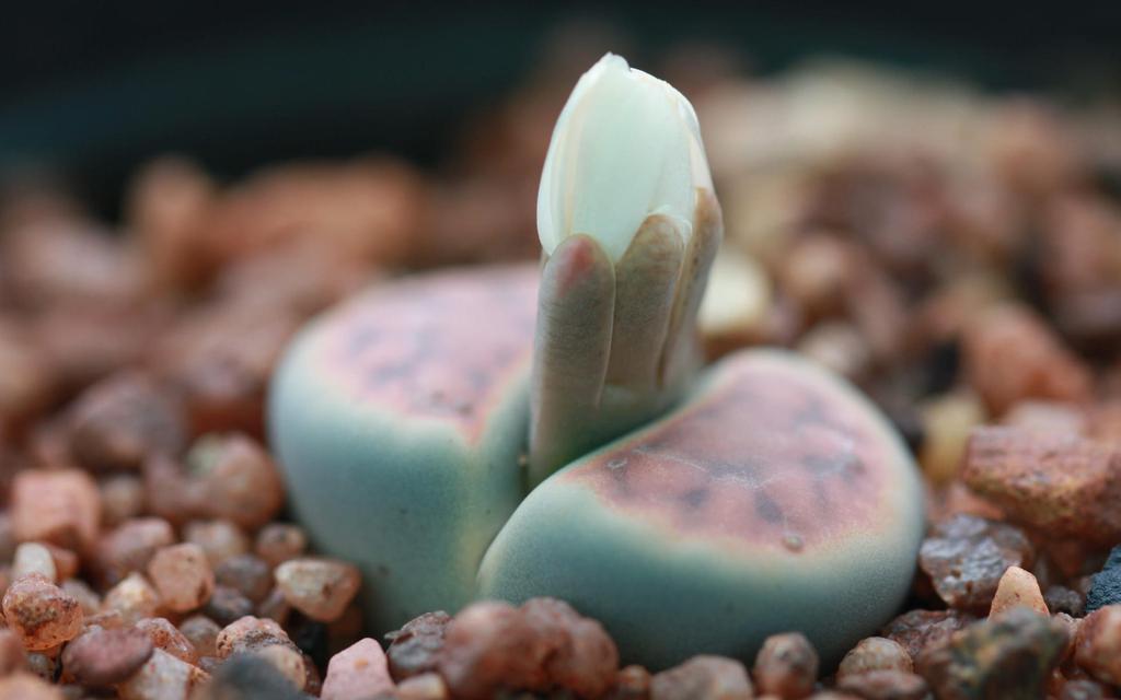 Elementary OS内置壁纸