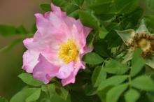 清新自然盛开的刺梨花