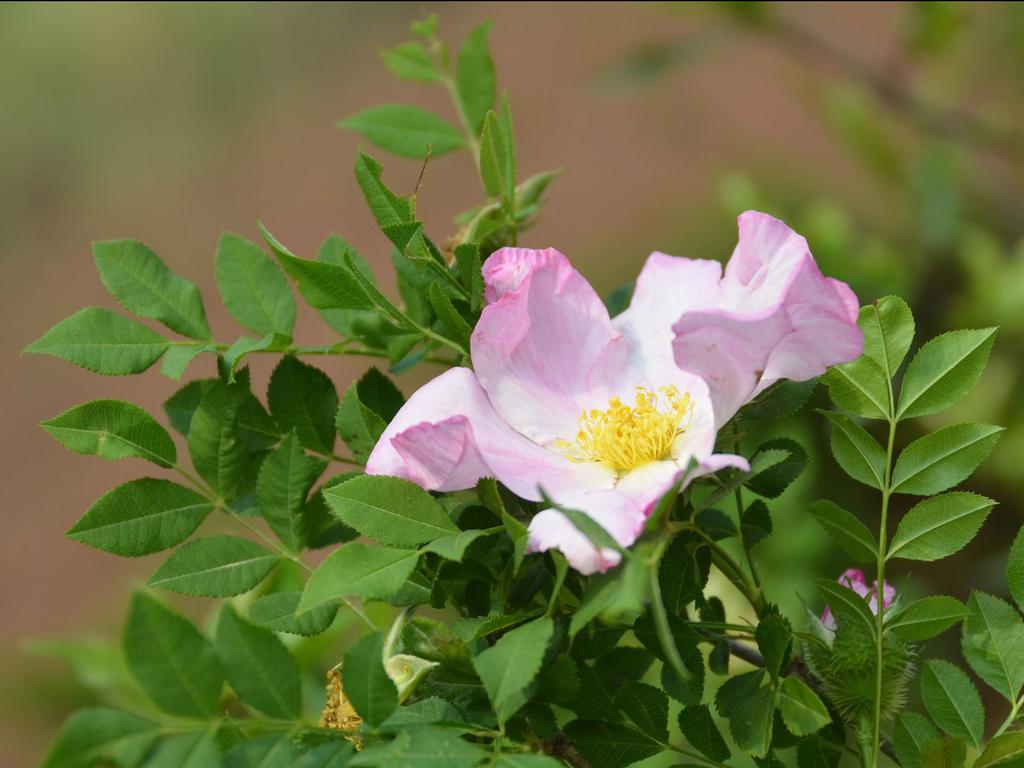 清新自然盛开的刺梨花