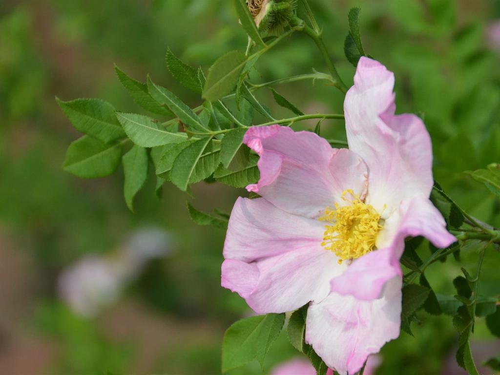 清新自然盛开的刺梨花