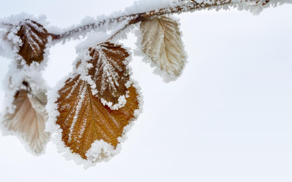 冬天被冻住的叶子