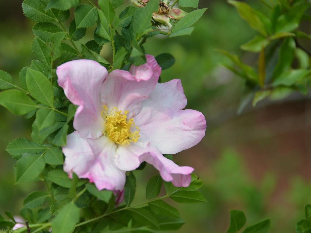 清新自然盛开的刺梨花