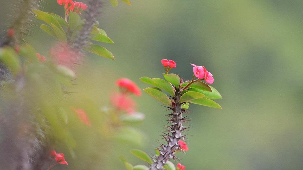 多刺植物虎刺梅