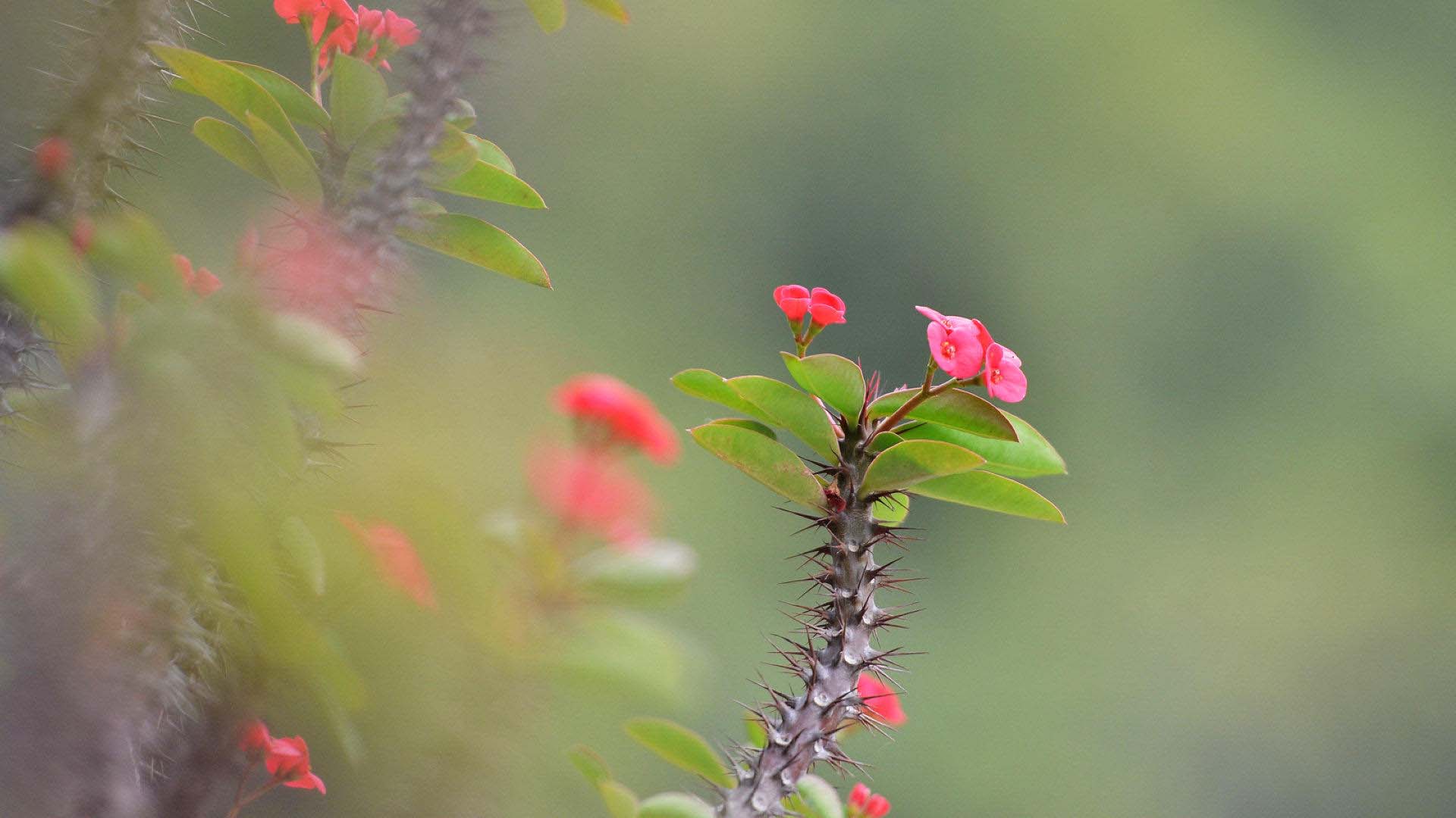 多刺植物虎刺梅