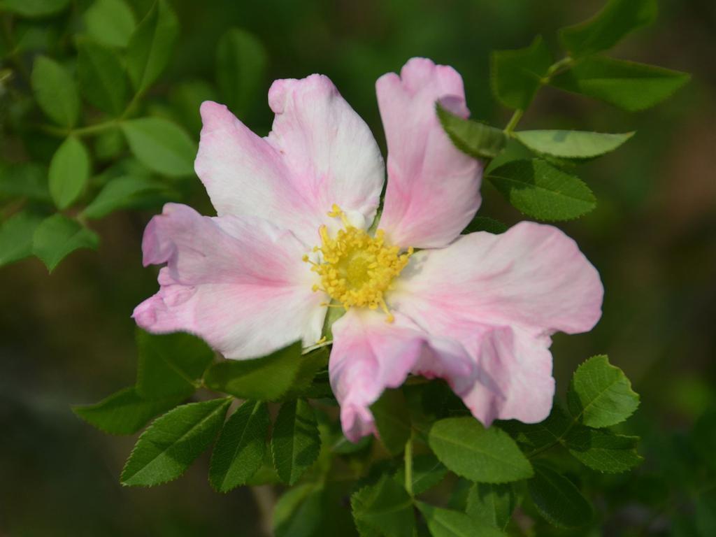 清新自然盛开的刺梨花