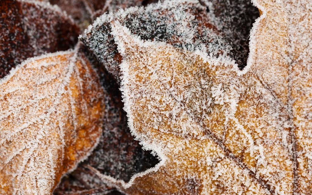 冬天被冻住的叶子