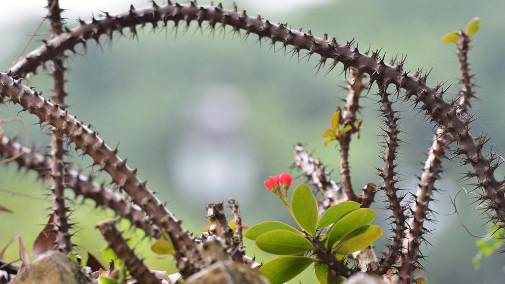 多刺植物虎刺梅