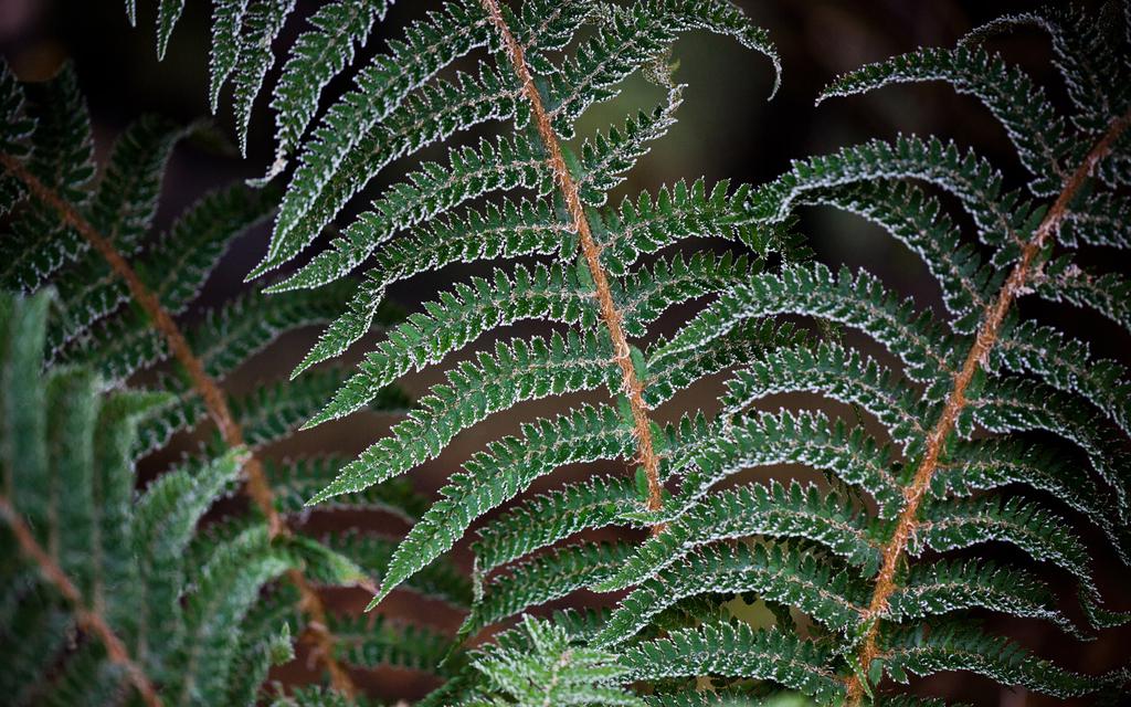 冬天被冻住的叶子