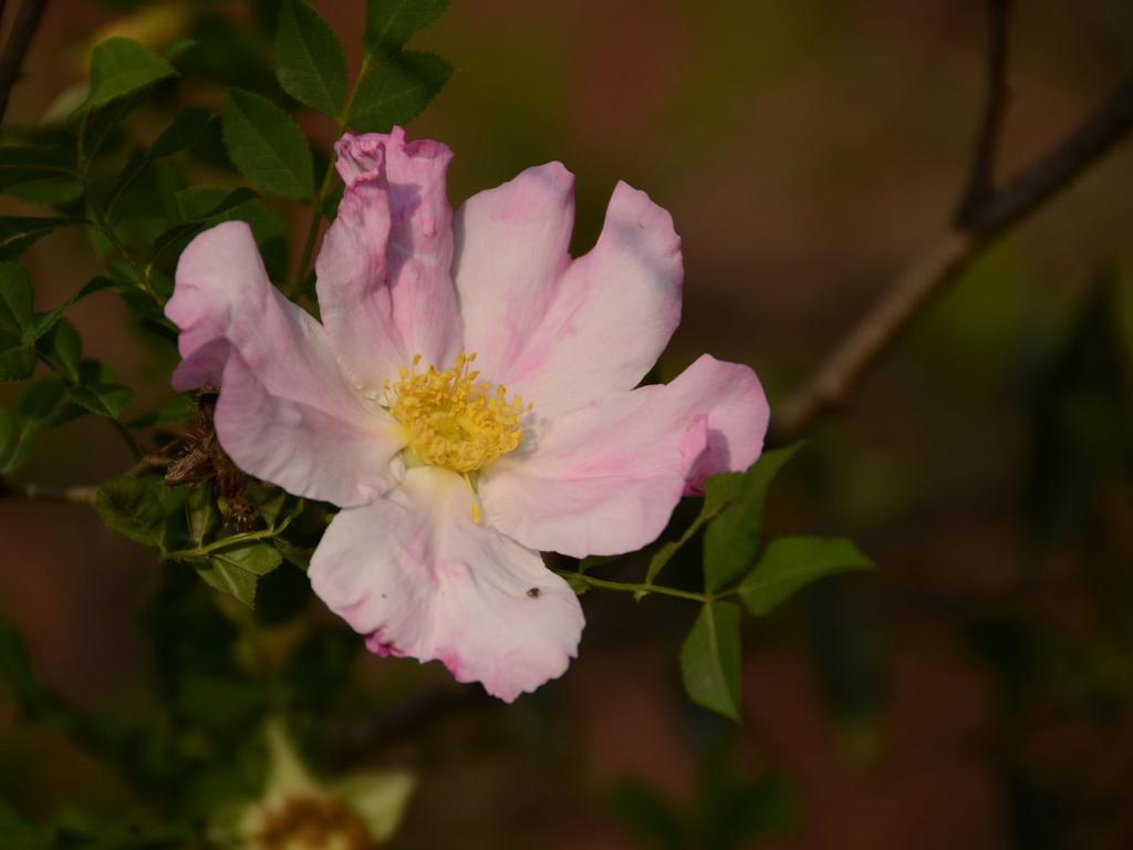 清新自然盛开的刺梨花