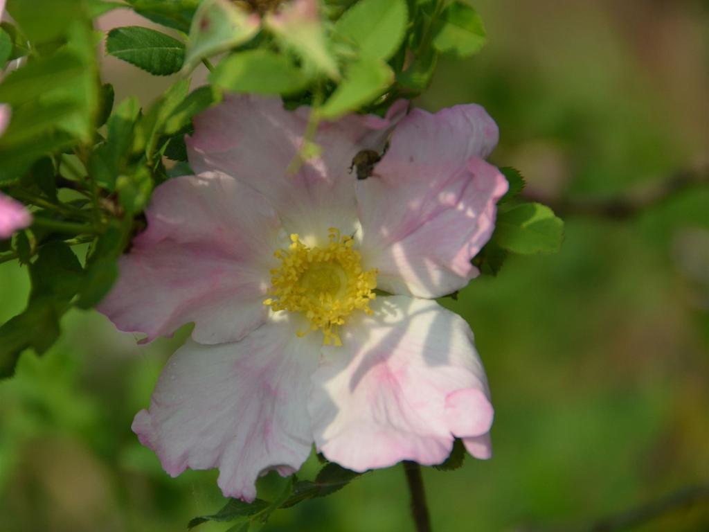 清新自然盛开的刺梨花