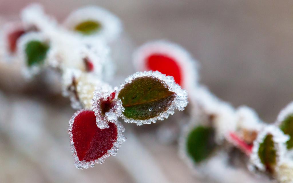 冬天被冻住的叶子