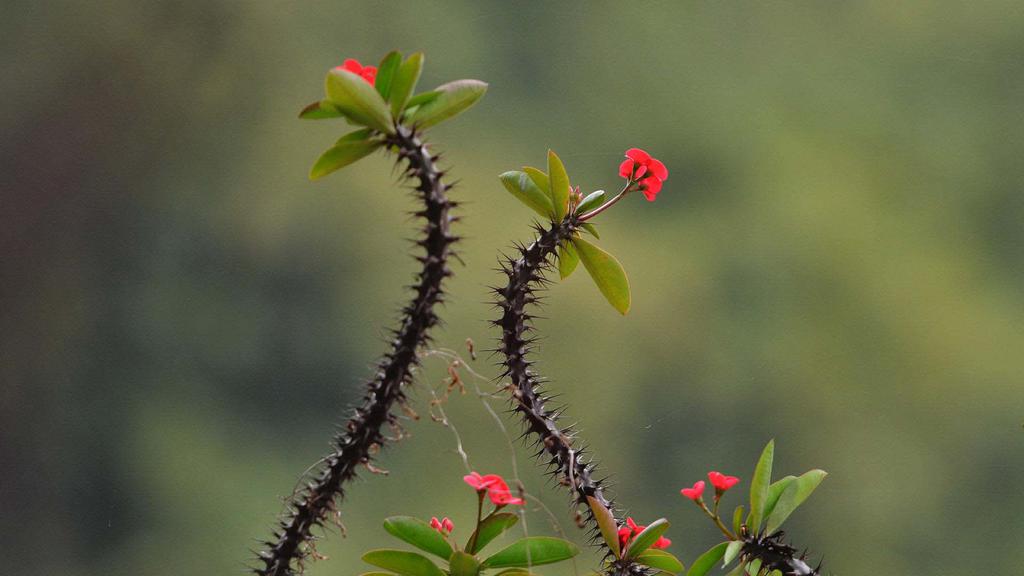 多刺植物虎刺梅