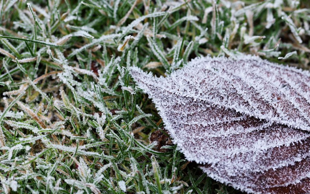 冬天被冻住的叶子