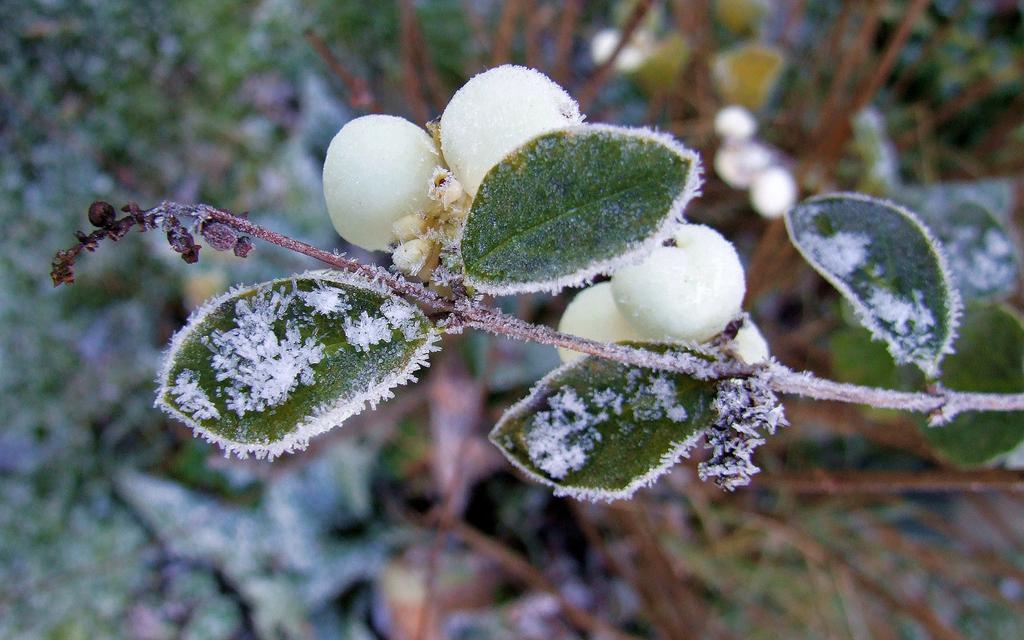 冬天被冻住的叶子