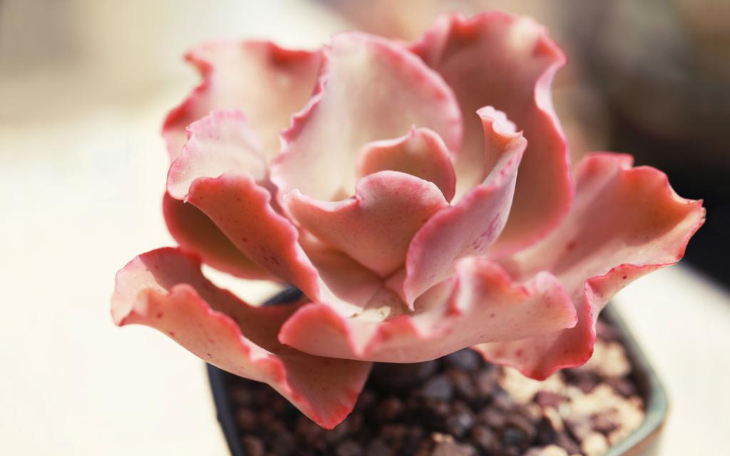 多肉植物小盆栽