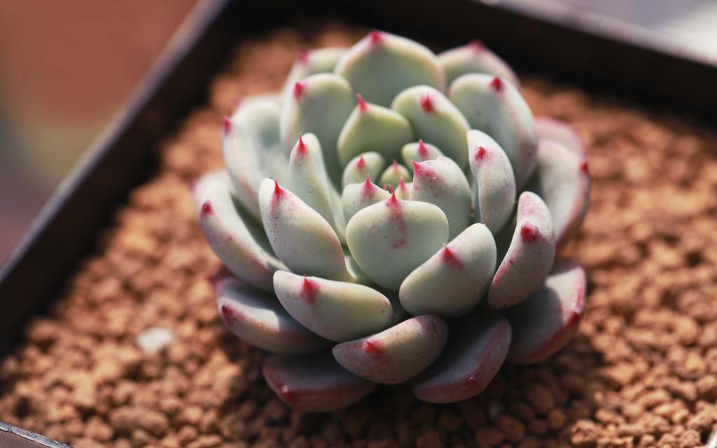 多肉植物小盆栽