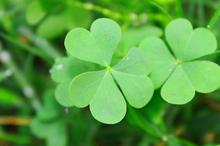 清新的三叶草