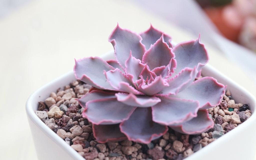 多肉植物小盆栽