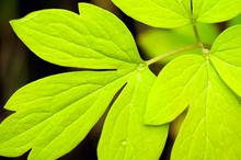 摄影微距下的植物