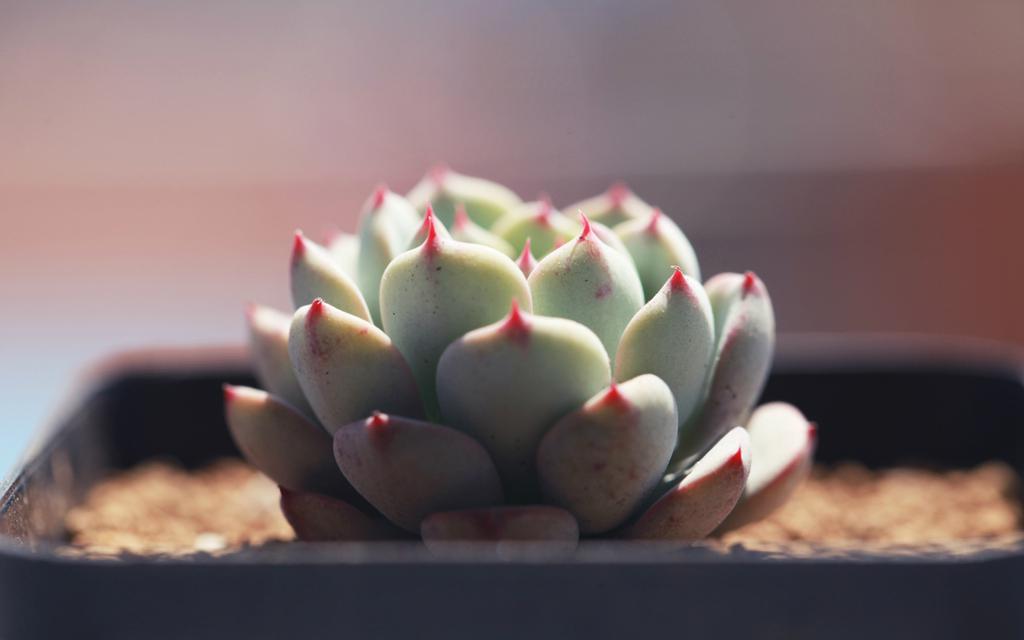 多肉植物小盆栽